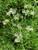 Eriogonum fasciculatum 'Dana Point' early flowers close-up