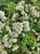 Eriogonum fasciculatum 'Dana Point' mature flowers close-up