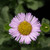 Erigeron glaucus 'Bountiful' flower close-up