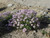 Erigeron glaucus 'WR' flowers