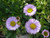 Erigeron glaucus 'WR' flowers close-up