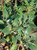 Eriogonum grande rubescens foliage close-up