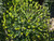 Euphorbia characias 'Bruce's Dwarf' close-up