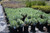 Euphorbia characias subsp. Wulfenii landscape/habit