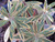 Euphorbia x martinii 'Ascot Rainbow' (PP21,401) 1g