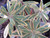 Euphorbia x martinii 'Ascot Rainbow' (PP21,401) foliage close-up