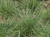 Festuca idahoensis ‘Tomales Bay' foliage/foliage close-up