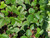 Fragaria californica foliage close-up