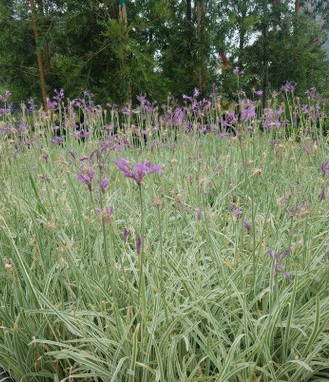tulbaghia-violacea-silver-lace-variegated-society-garlic