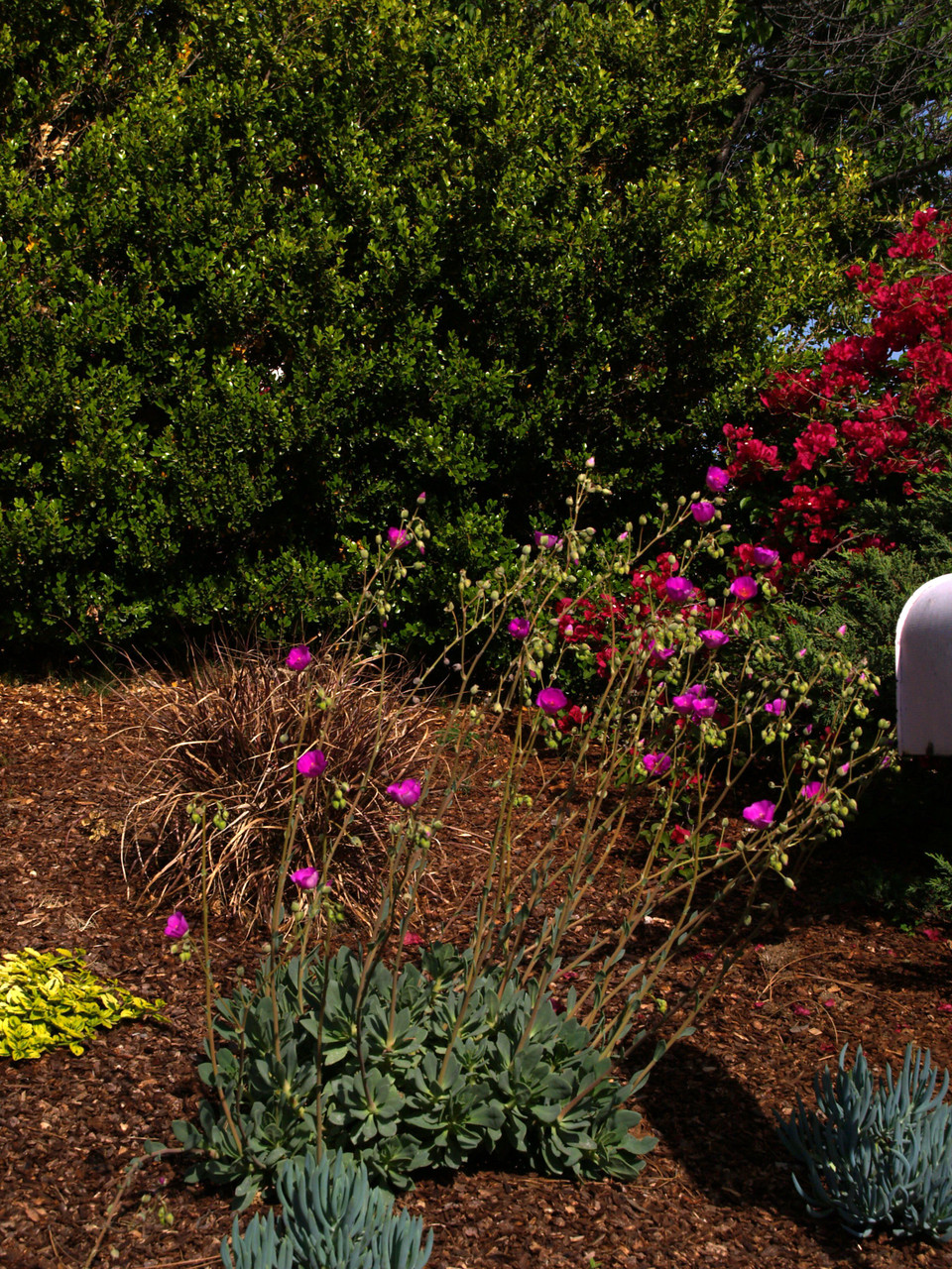 Calandrinia spectabilis (Cistanthe grandiflora) (Rock Purslane)