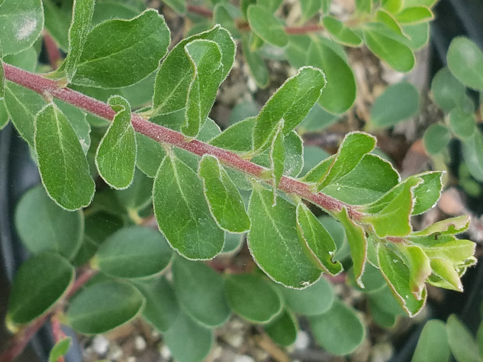 Arctostaphylos hookeri 'Monterey Carpet' (NCN)