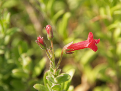 Galvezia speciosa 'Firecracker' (Gambelia) | El Nativo Growers