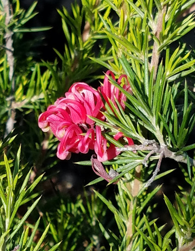 Grevillea_Canberra_Gem_flower_