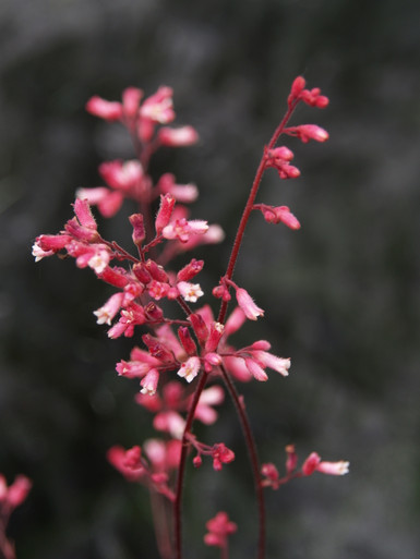 Heuchera_Canyon_Duet_SBBG_Flow