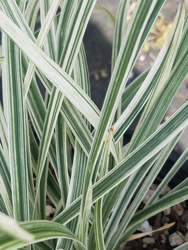 Liriope spicata 'Silver Dragon' (Variegated Creeping Lily Turf