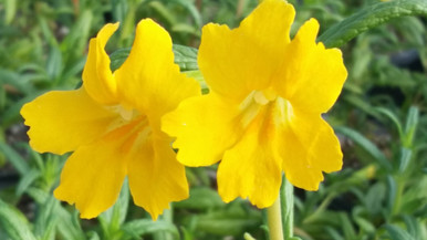 Mimulus 'Jelly Bean Gold' PPAF (Diplacus) (Monkeyflower - Gold/Orange)