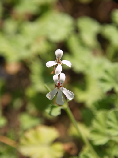 Pelargonium fragrans (Pelargonium - Scented, Apple)