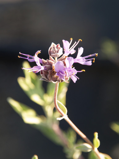 Salvia Celestial Blue Sage Hybrid