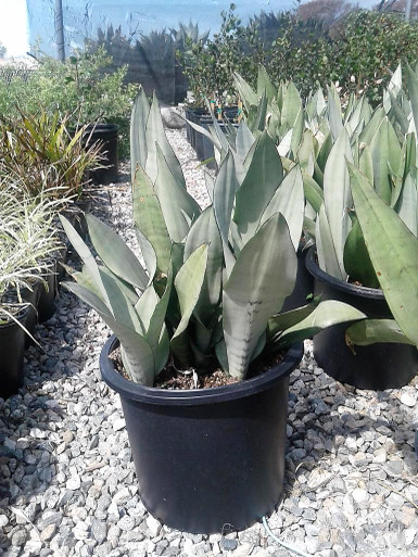 Sansevieria trifasciata 'Moonshine' (Snakeplant - Silver leaf)