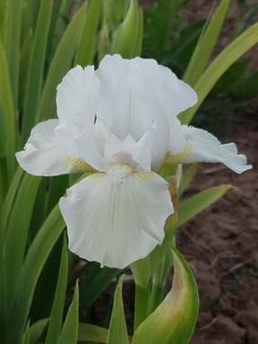 Iris g. 'Low Ho Silver' (Bearded Iris - Intermediate - White)