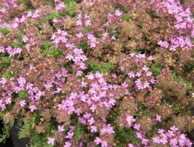Thymus praecox 'Pink Chintz' (Creeping Thyme)