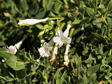 Zauschneria c. 'Summer Snow' (Epilobium) | El Nativo Growers