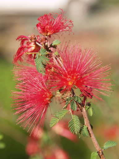 Calliandra X 'LIANCA' Sierra Starr™ PP 15,387 (Fairy Duster