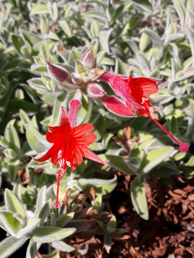 ZAUSCHNERIA_CLOVERDALE_FLOWER_
