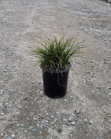 Carex tumulicola (Berkeley Sedge) | 5-gallon | El Nativo Growers