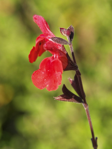 SALVIA_RADIO_RED_FLOWER__48960