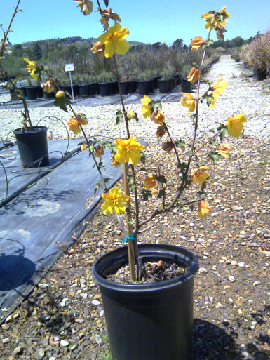 BUSH DE BRUNT Golden arm ブラック Fremontodendron 'San Gabriel' (Flannel Bush Hybrid)