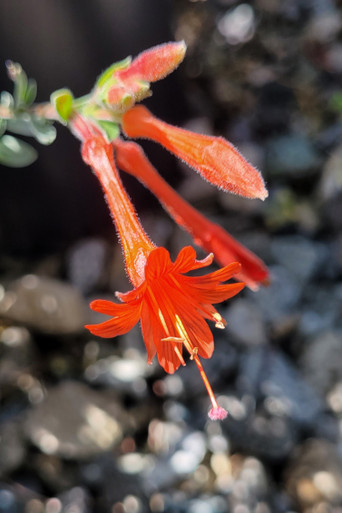 フォーカススリム for Salon Zauschneria californica 'Schieffelin's Choice' (California Fuchsia