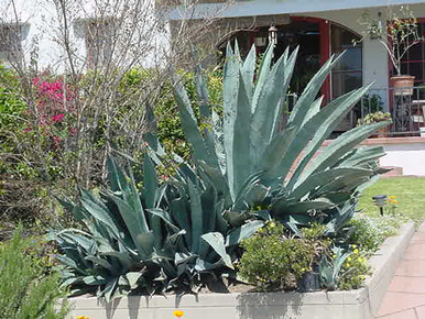 Agave americana (Century Plant)