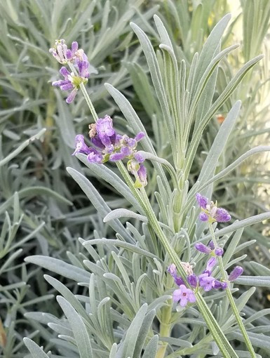 Lavandula_x_intermedia_Phenome