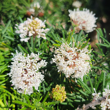 Grevillea crithmifolia | 5-gallon | El Nativo Growers