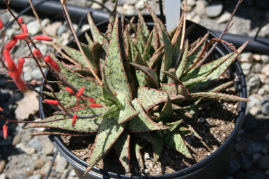 aloe snep Sappe Aloe Vera – OhFreshDelivers main image 0
