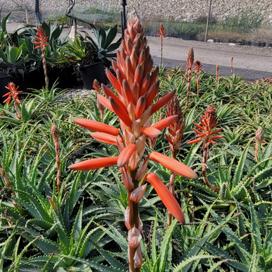 20240115_120037__63140.