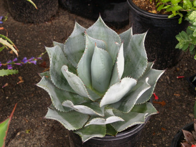 Agave celsii 'Nova' (NCN)