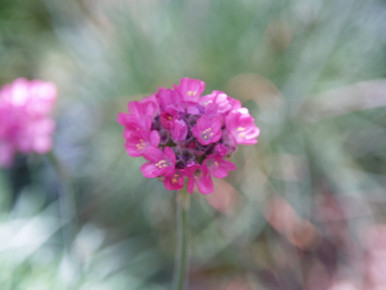 Armeria maritima splendens (Sea Thrift - Pink)