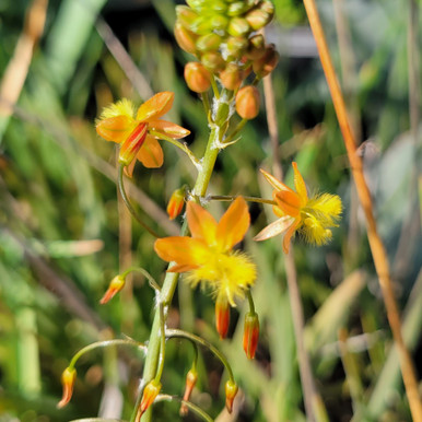 Bulbine frutescens ‘Tiny Tangerine’ (Bulbine - Dwarf Orange)