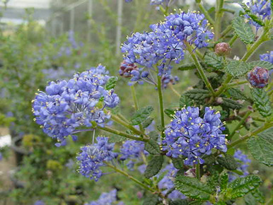 Ceanothus 'Julia Phelps' (Wild Lilac Hybrid)