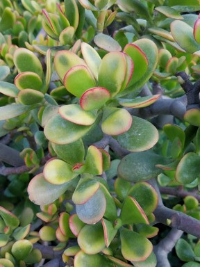 Crassula ovata 'Hummel's Sunset' (Golden Jade Tree)