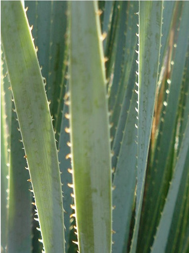 Dasylirion wheeleri (Desert Spoon)
