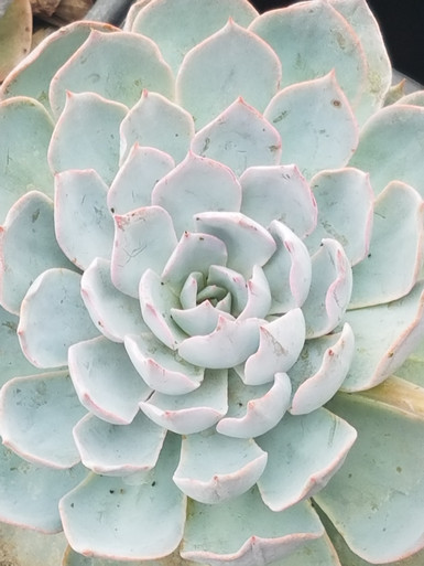 echeveria classic french trnusers サイズ2 echeveria classic french trnusers