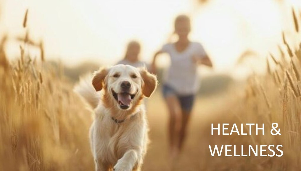 Health & Wellness