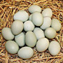 Duck Eggs- 1 Dozen