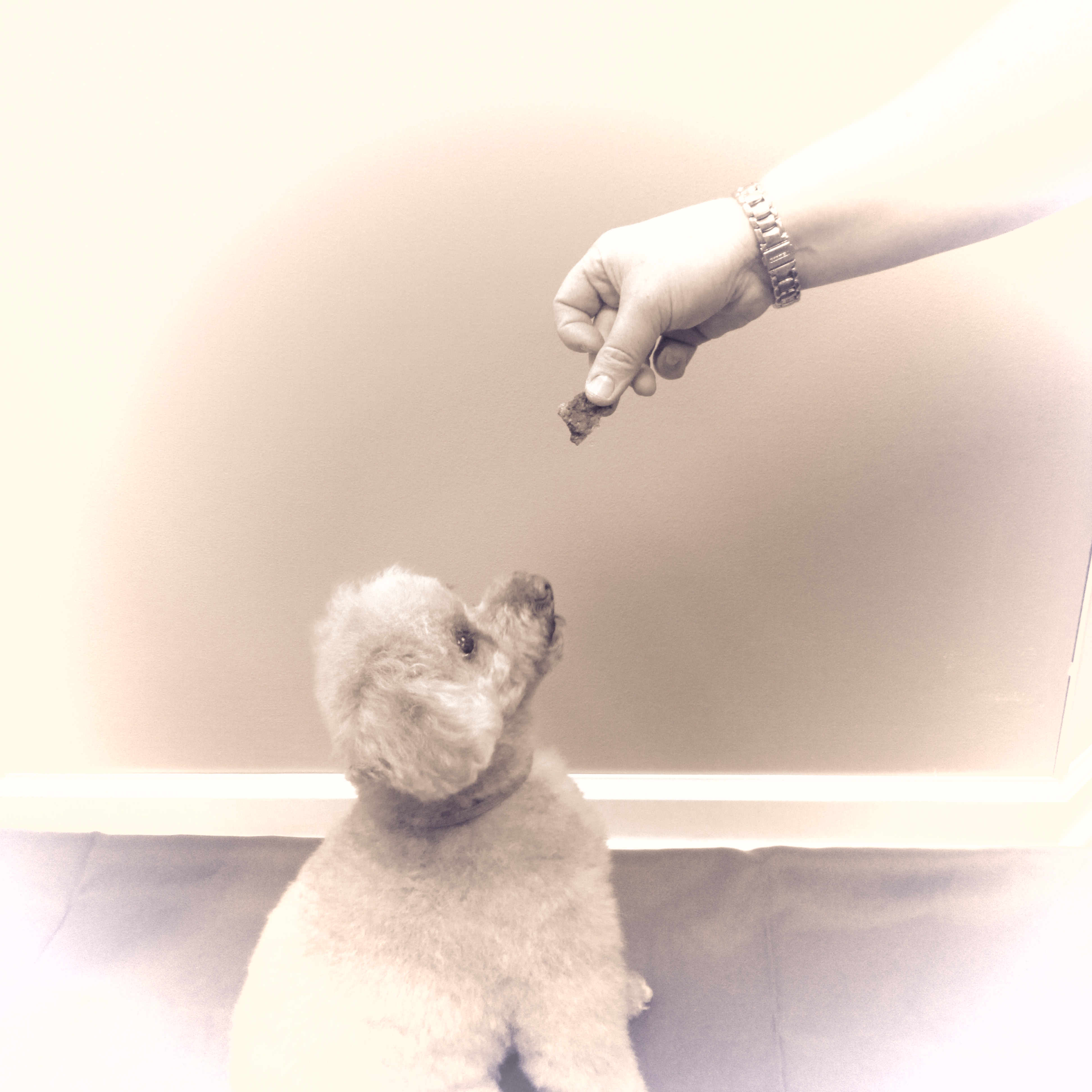 Daisy S Pet Shop