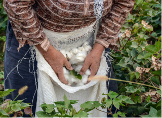 Old woman placing fresh cotton from plants into a linen pouch hanging from her waist.