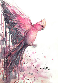Watercolour painting of an Australian pink galah by Sydney artist Leni Kae.