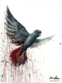 Original Red-tailed Black Cockatoo painting titled Wings of Freedom by Australian artist Leni Kae, depicting a black cockatoo in flight with wings outstretched.
